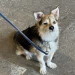 White Industries Dogs of Made