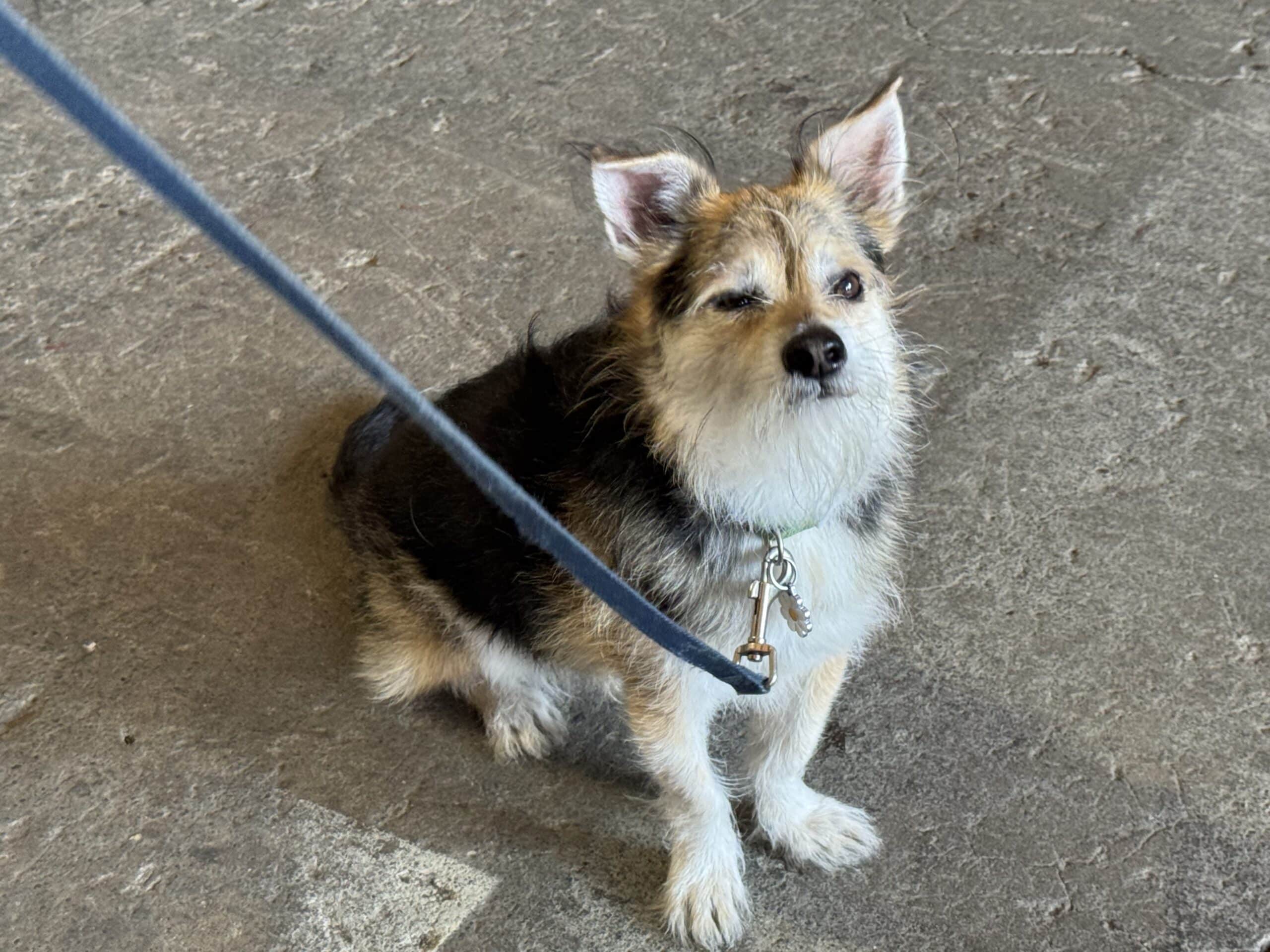 White Industries Dogs of Made